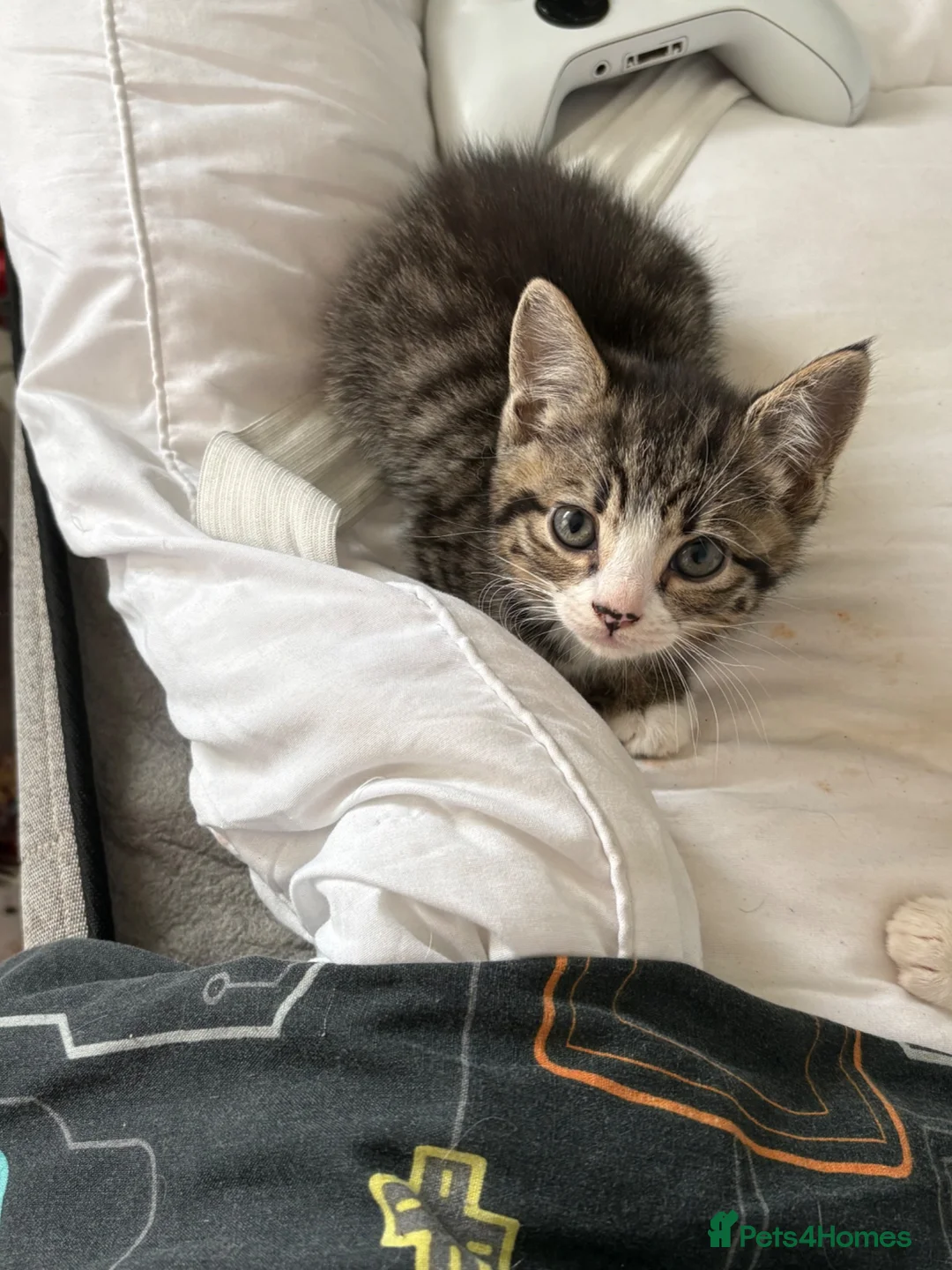 Mixed Breed cats for sale: Beautiful kittens  in Merthyr Tydfil - Advert 3