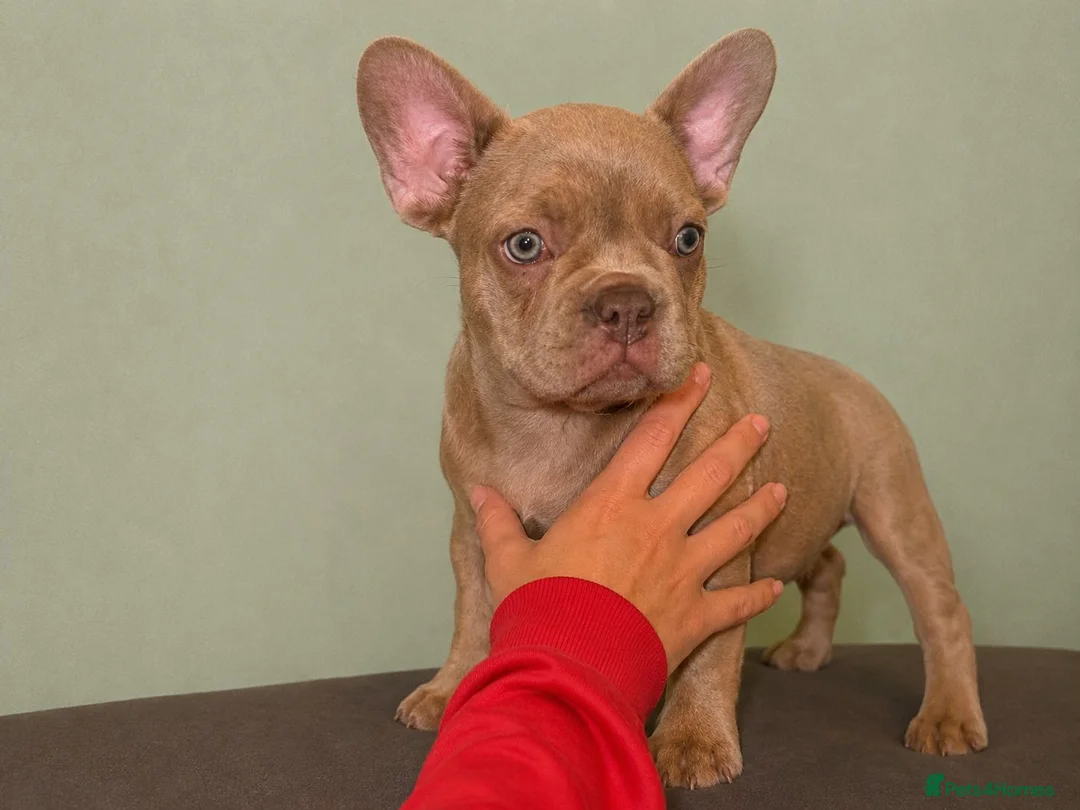 French Bulldog dogs for sale: reduced  French Bulldog Puppies in London - Advert 2