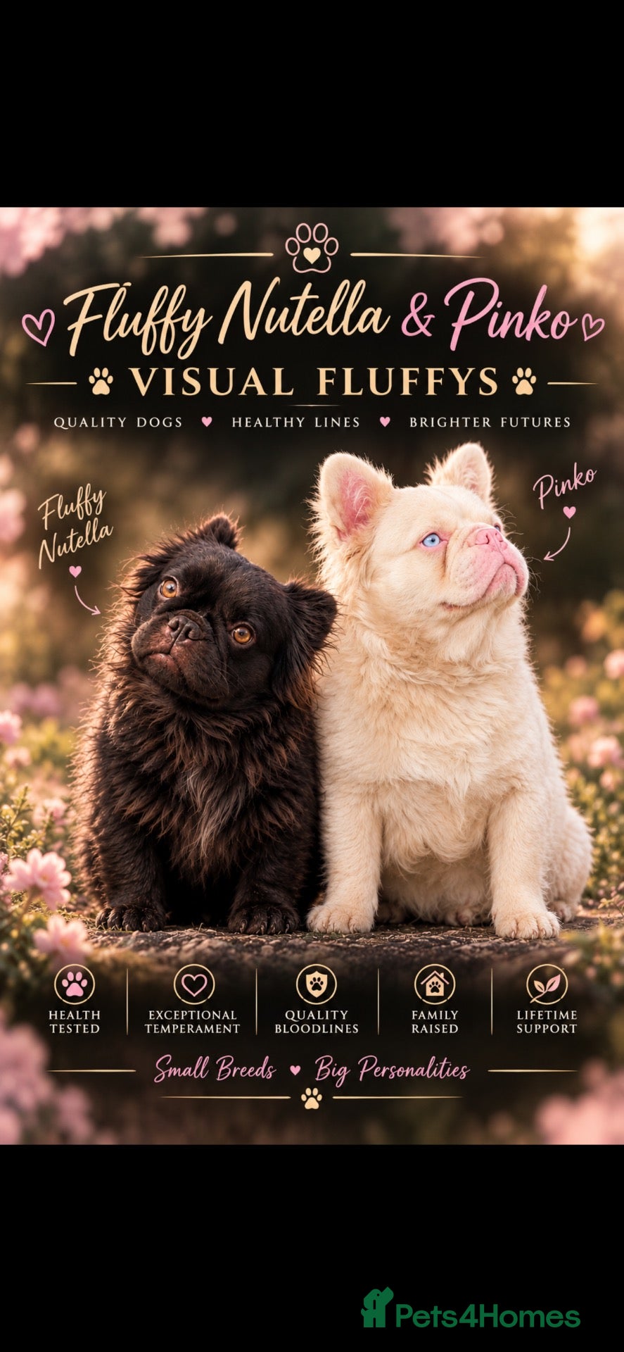 French Bulldog dogs for sale: Blue visual fluffy French bulldogs pink carriers  - Advert 1