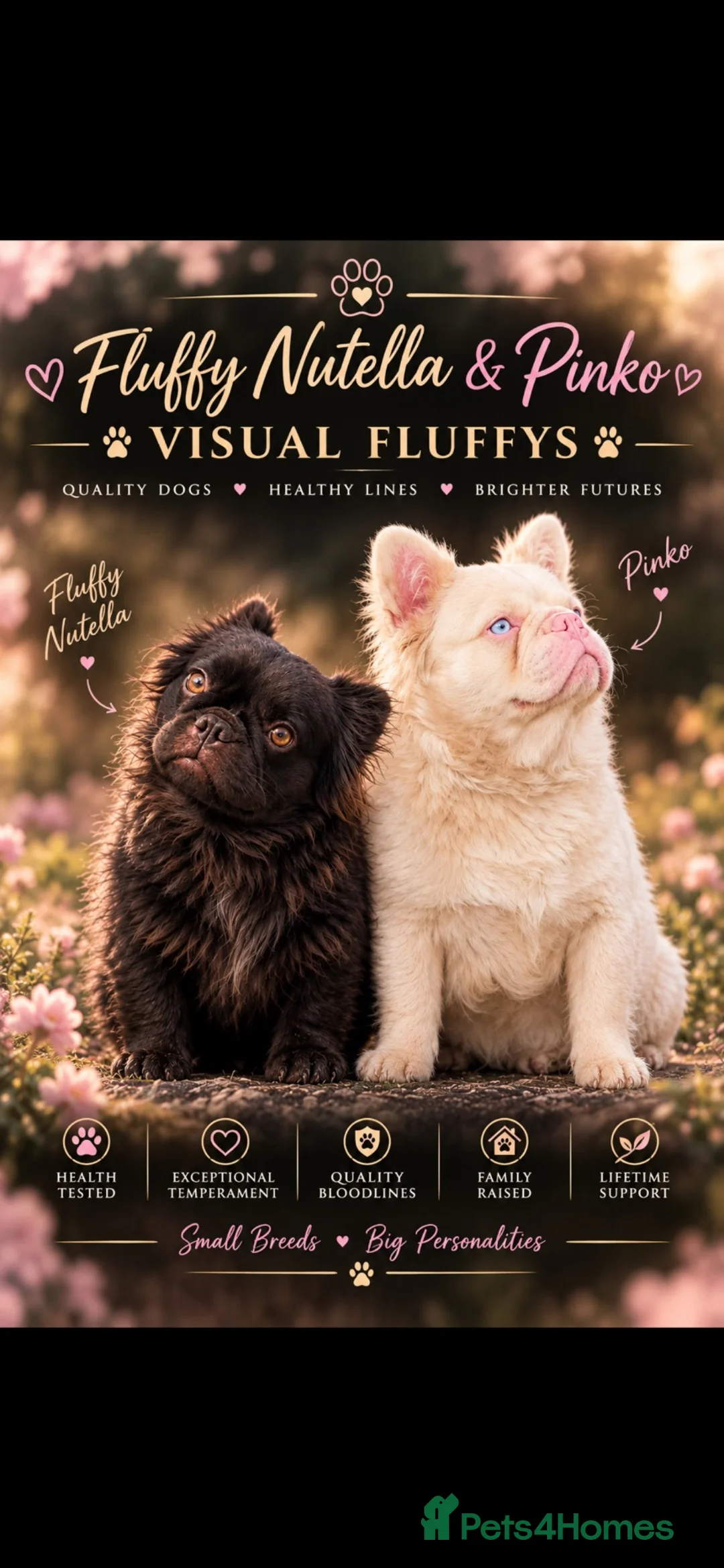French Bulldog dogs for sale: Blue visual fluffy French bulldogs pink carriers  - Advert 1