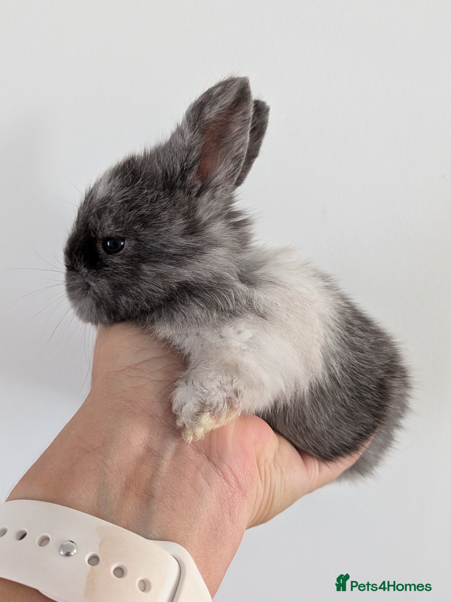Angora rabbits Full Face English angoras avail to reserve - Advert 3
