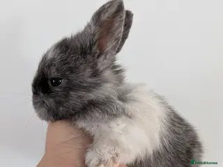 Angora rabbits Full Face English angoras avail to reserve - Advert 3