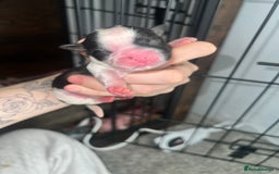 Mixed Breed dogs for sale: Shih tzu x Bichion  - Image 12