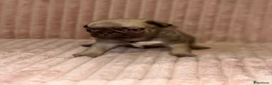 Pug 4