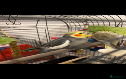 Cockatiels birds for sale: 2 males for sale in Southsea - Image 1