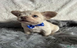 French Bulldog dogs for sale: Platinum fluffy French bulldogs - Image 4