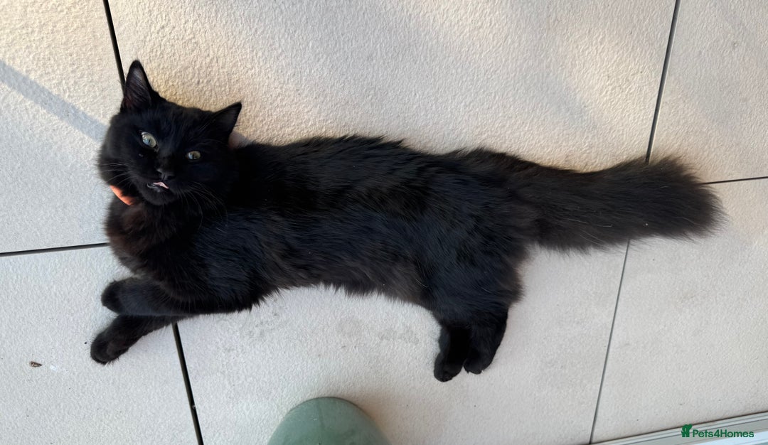 Siberian cats for sale: Affectionate Siberian-Mix Kitten (12 Months) - Advert 8