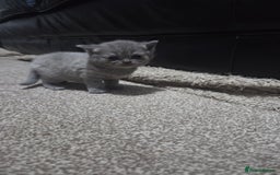 British Shorthair cats for sale: British short hair kittens - Image 5