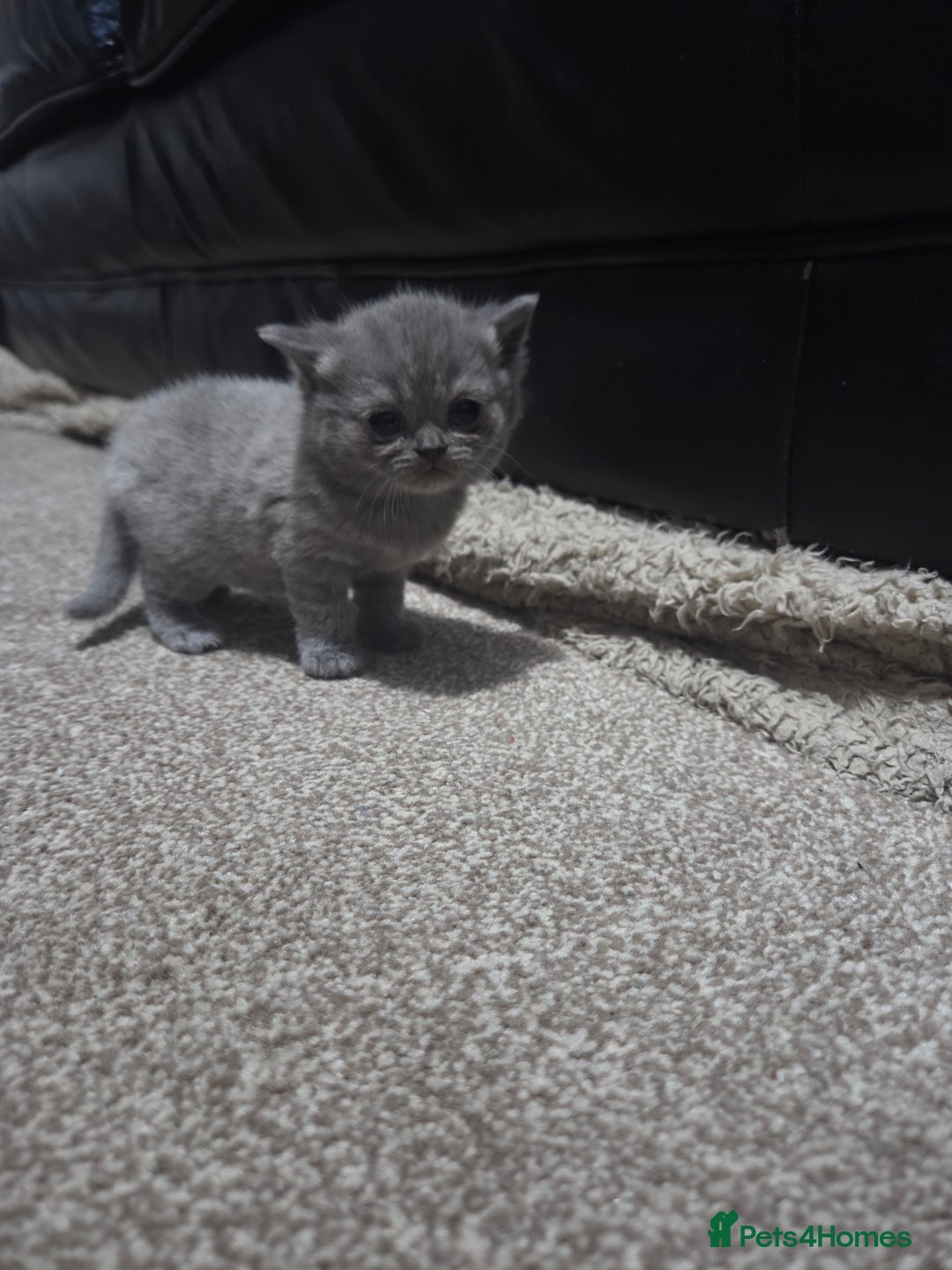 British Shorthair cats for sale: British short hair kittens - Image 5