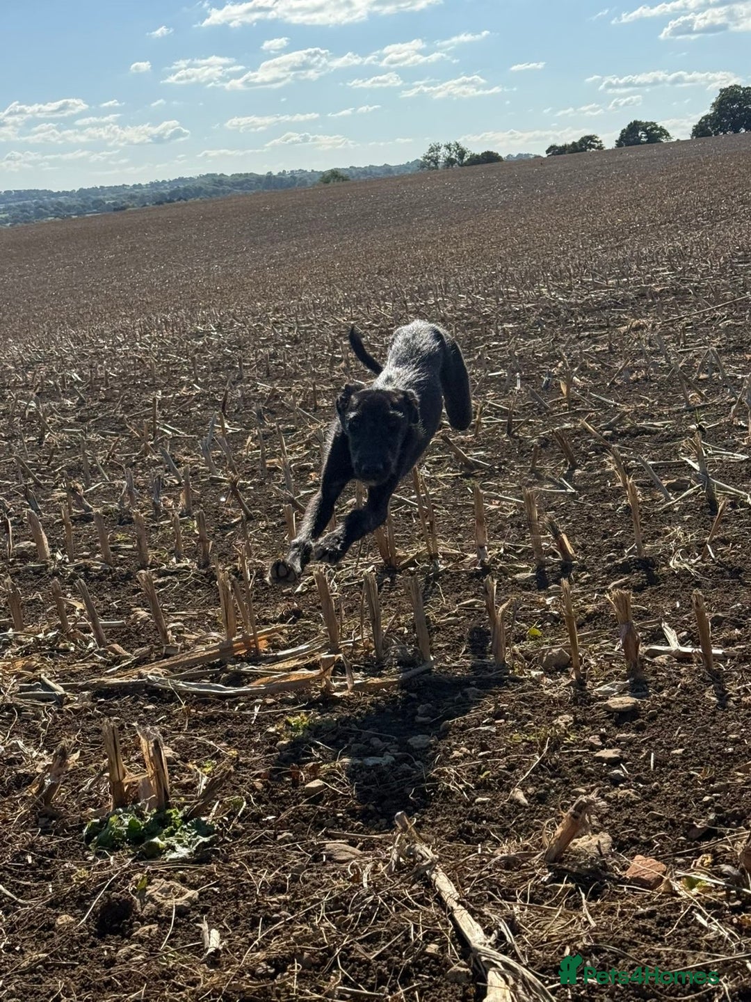 Lurcher dogs for sale: Lurcher pup - Image 5