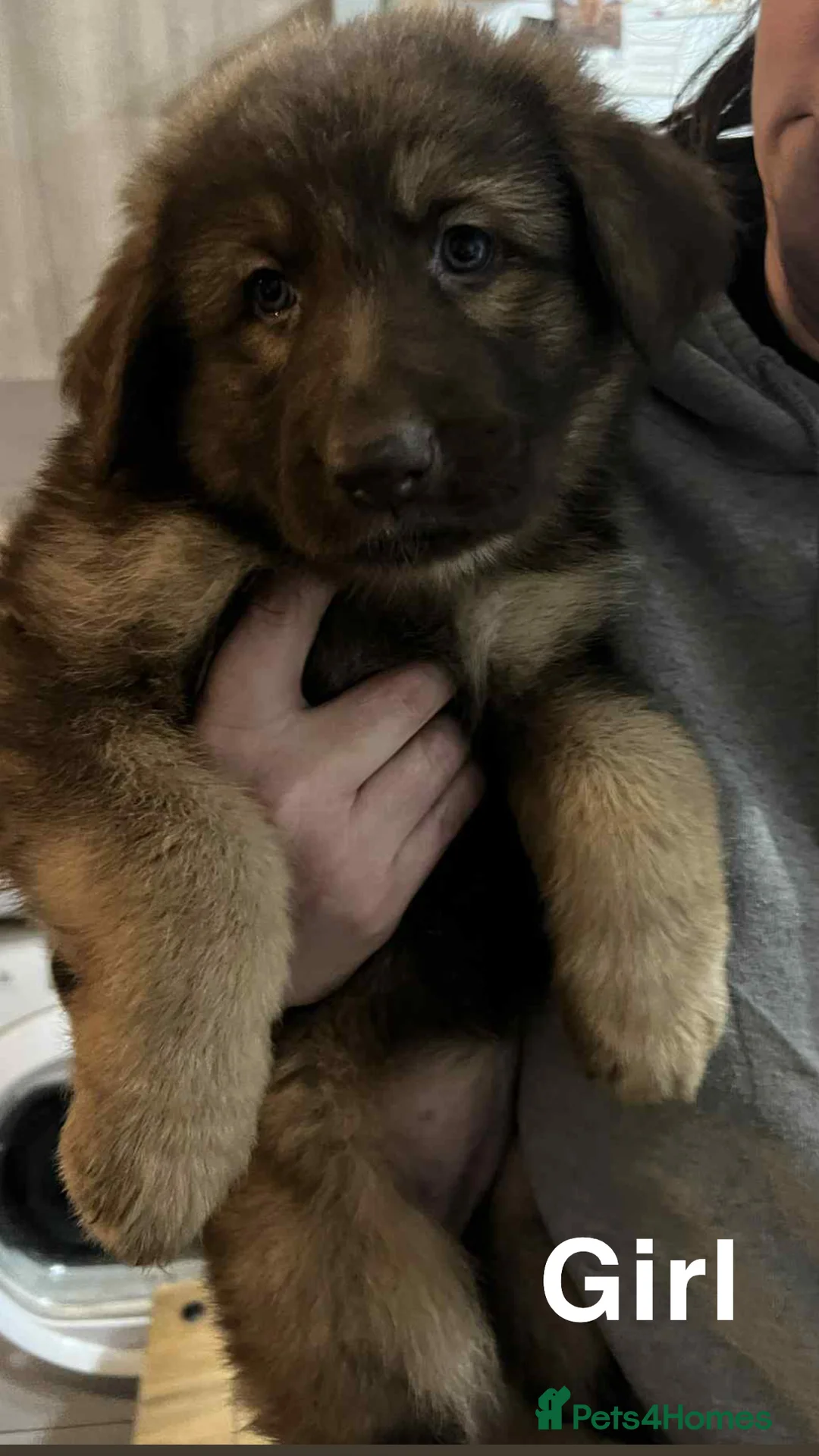 German Shepherd dogs for sale: Beautiful liver and tan German Sheperd - Advert 12