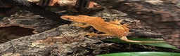 Gecko reptiles for sale: Crested Gecko with full set up - Advert 6