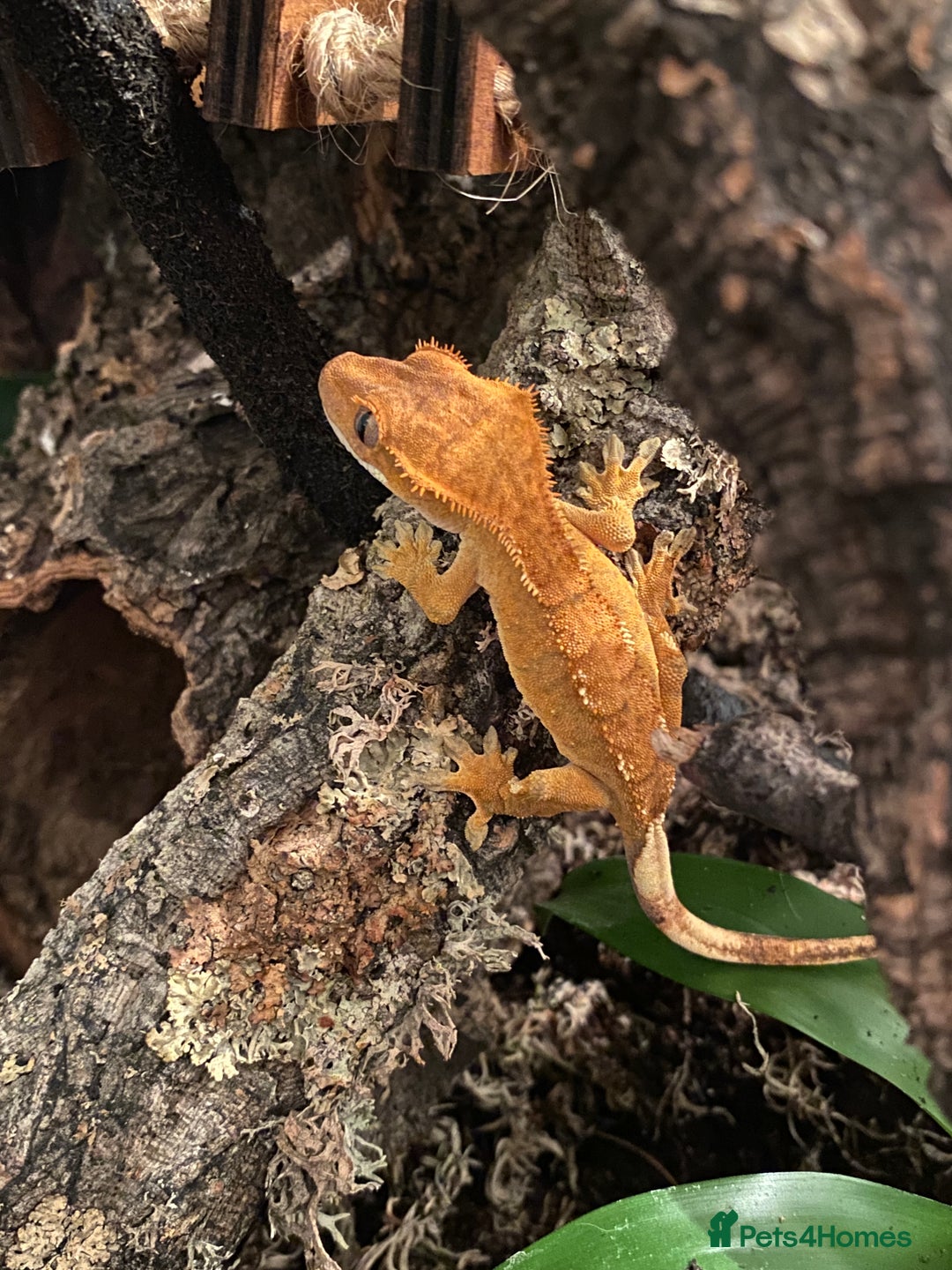 Gecko reptiles for sale: Crested Gecko with full set up - Advert 6