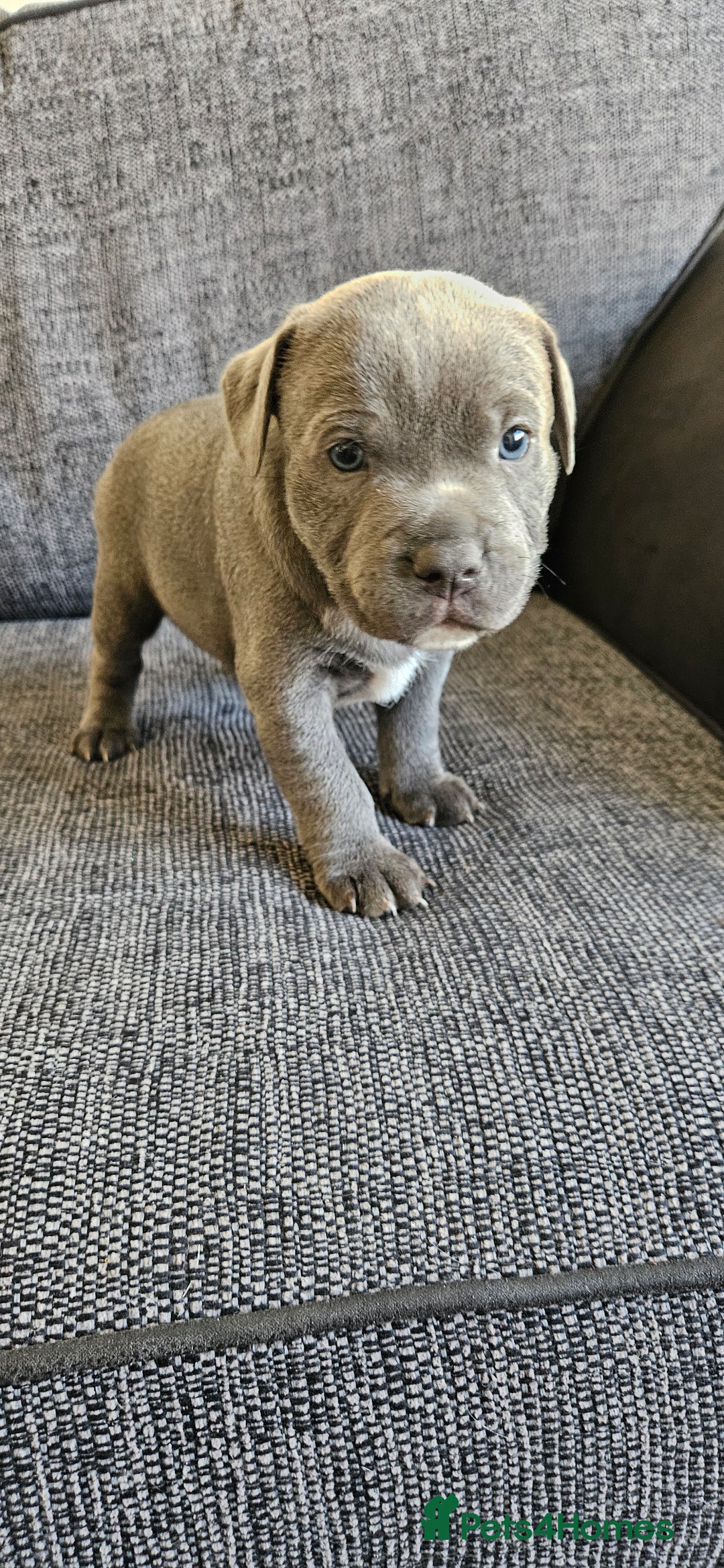 Staffordshire Bull Terrier dogs for sale: Blue&white and white&blue staffie pups - Image 12
