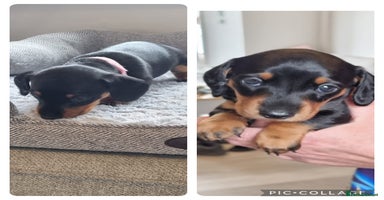 Miniature Dachshund dogs - Advert 3