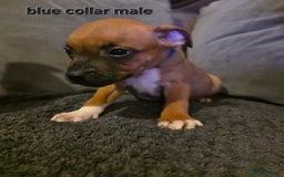 Staffordshire Bull Terrier dogs for sale: STUNNING KC RED STAFFORDSHIRE BULL TERRIER PUPS - Image 15