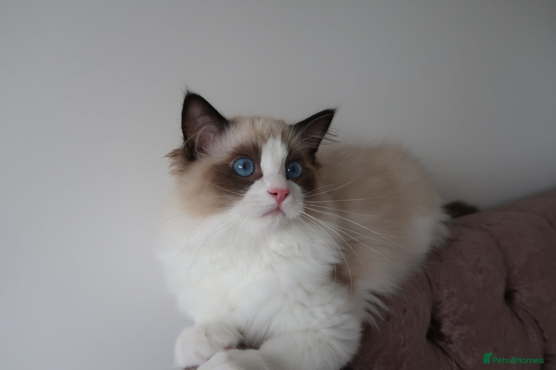 Ragdoll cats for sale: 💗 Tica Reg Ragdoll Kittens  - Image 6