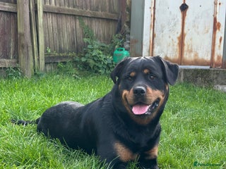 Rottweiler dogs for sale: Female Rottweiler - Advert 1