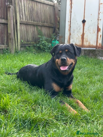 Rottweiler dogs Female Rottweiler - Advert 1