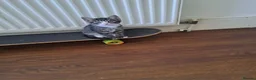 Mixed Breed cats for sale: Gorgeous kittens for sale - Advert 4