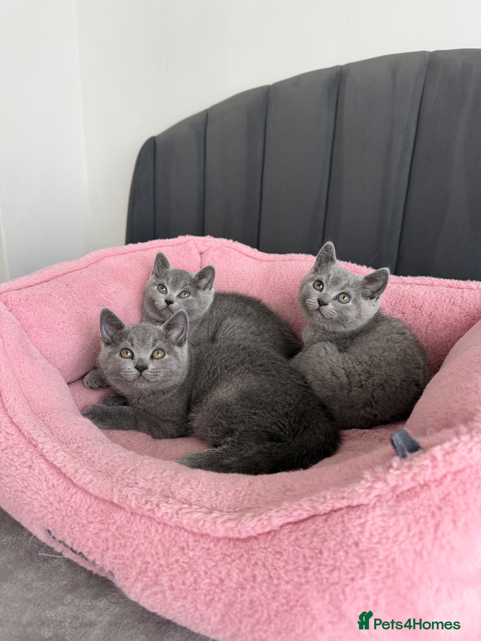 British Shorthair cats British shorthair kittens - Advert 1