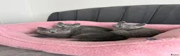 British Shorthair cats for sale: British shorthair kittens - Advert 1