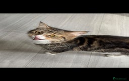 British Longhair cats for sale: 2 gorgeous British longhair female kittens  - Image 2