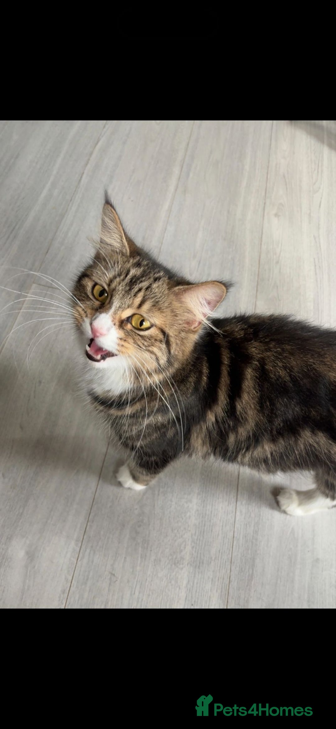 British Longhair cats for sale: 2 gorgeous British longhair female kittens  - Image 2