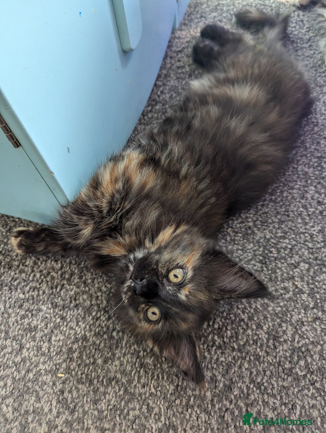 Maine Coon cats for sale: 1 remaining healthy full breed Maine coon kitten - Image 14