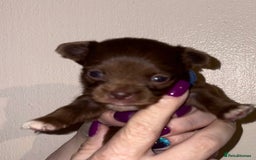Chihuahua dogs for sale: Beautiful baby chihuahua pups - Image 2
