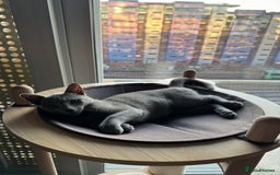 Russian Blue cats for sale: 4-month old Russian Blue girl kitten + extra - Image 2