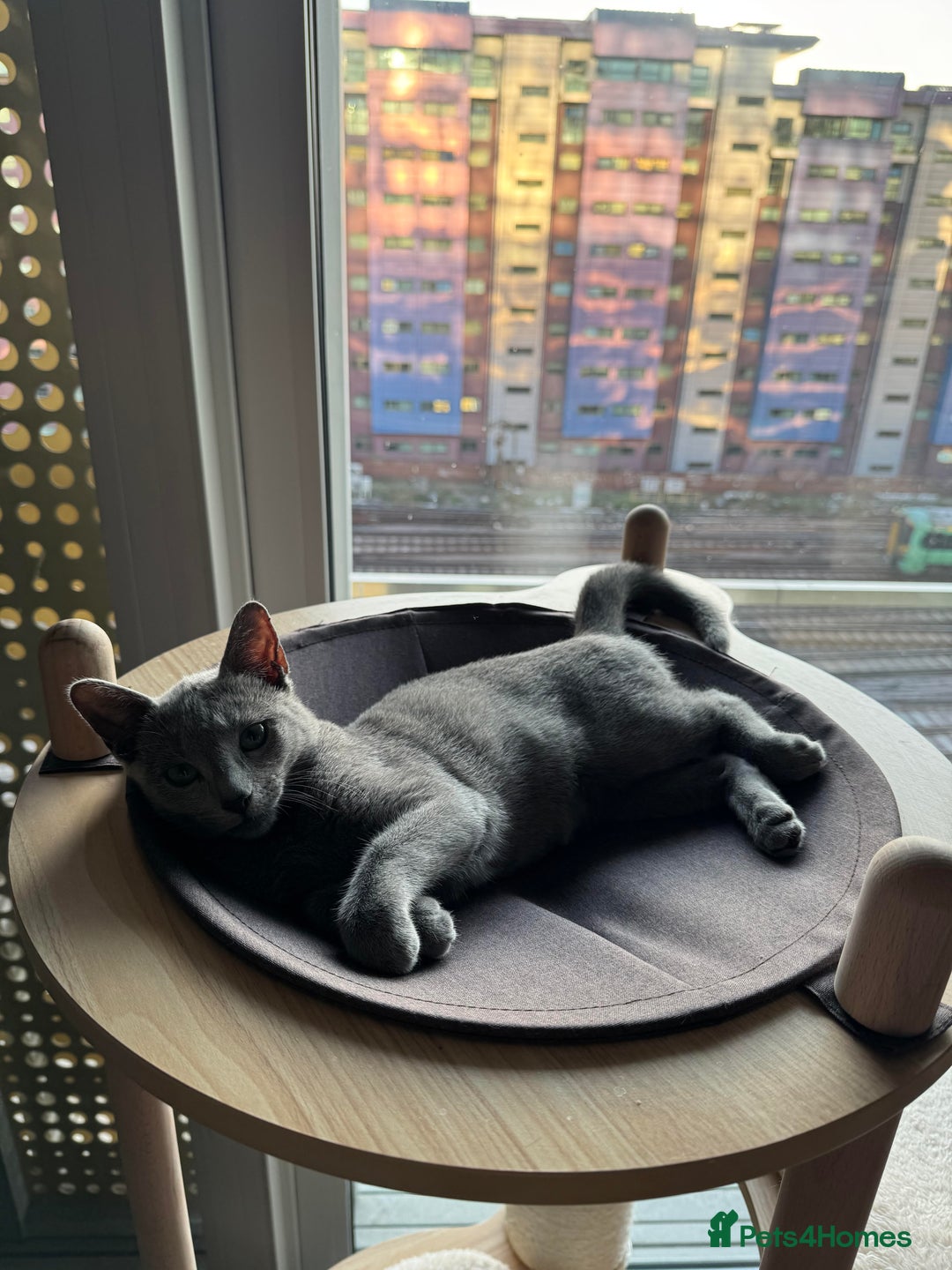 Russian Blue cats for sale: 4-month old Russian Blue girl kitten + extra - Image 2