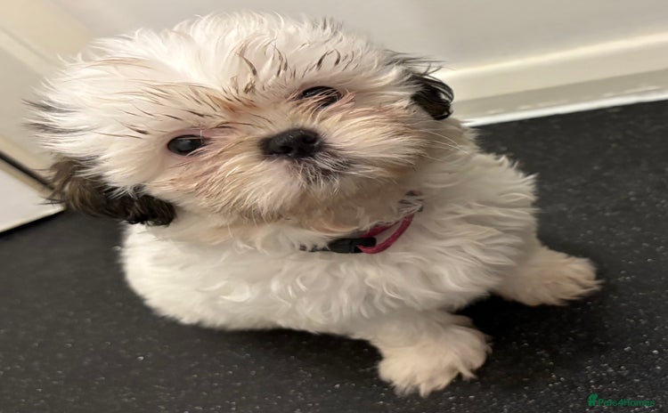 Shih Tzu dogs - Advert 11