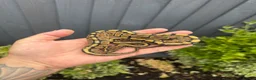 Python Snake reptiles for sale: Clown, hypo, hets, various morphs available  - Advert 9