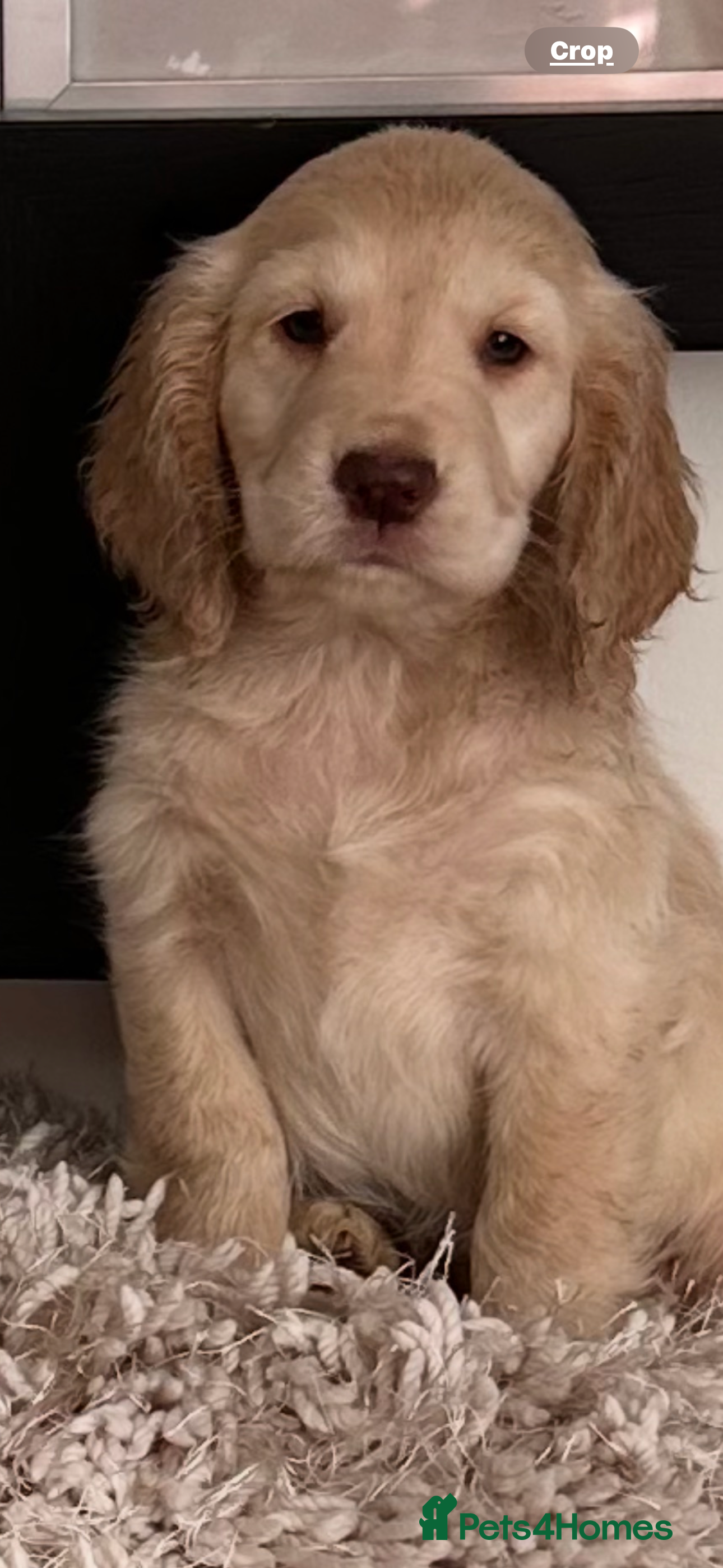 Mixed Breed dogs Adorable f2B Cockapoos  - Advert 3