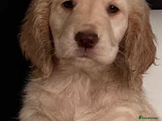 Mixed Breed dogs Adorable f2B Cockapoos - Advert 1