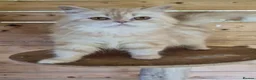 Persian cats for sale: 2 year old persian - Advert 2