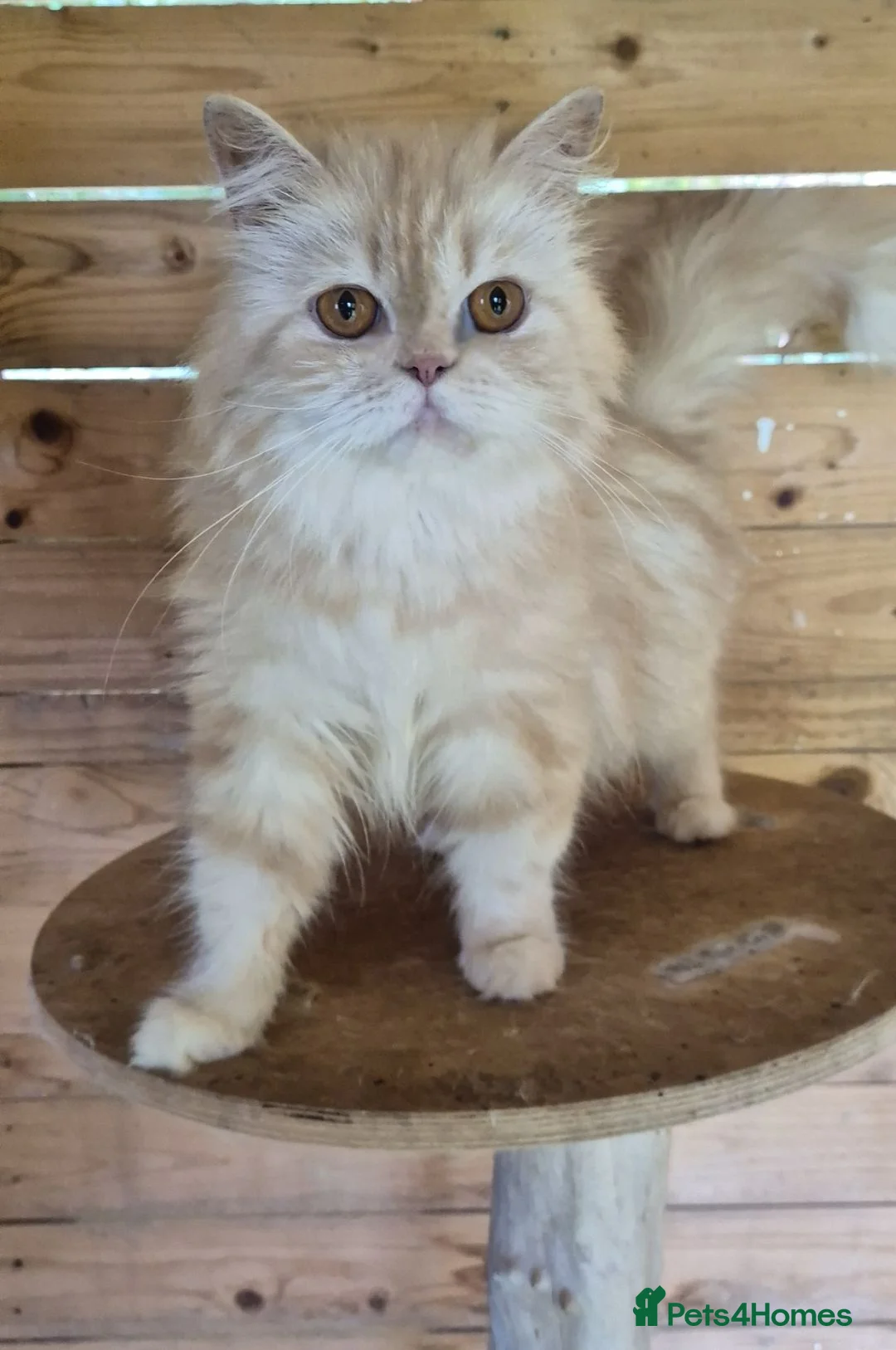 Persian cats for sale: 2 year old persian - Advert 2