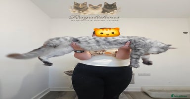 Maine Coon cats - Advert 1