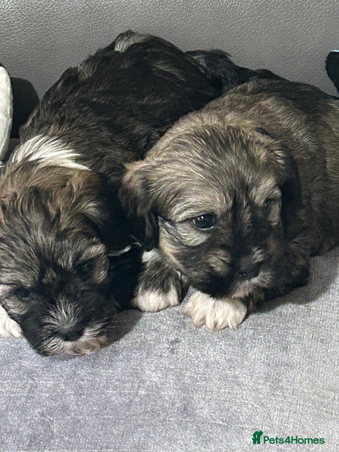 Havanese dogs for sale: KC Registered Havanese Puppies  - Advert 2