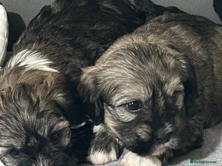 Havanese dogs KC Registered Havanese Puppies - Advert 15