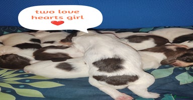 English Springer Spaniel dogs - Advert 1