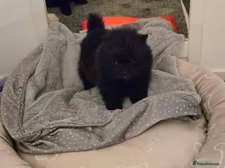 Pomeranian dogs OUTSTANDING QUALITY 2 💙 2🩷 30+🏆in lines - Advert 1