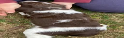 English Springer Spaniel dogs for sale: KC Reg Liver and White English Springer Spaniels - Advert 20