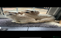 Mixed Breed dogs for sale: Cavaschon female and Maltese mix male  - Image 5
