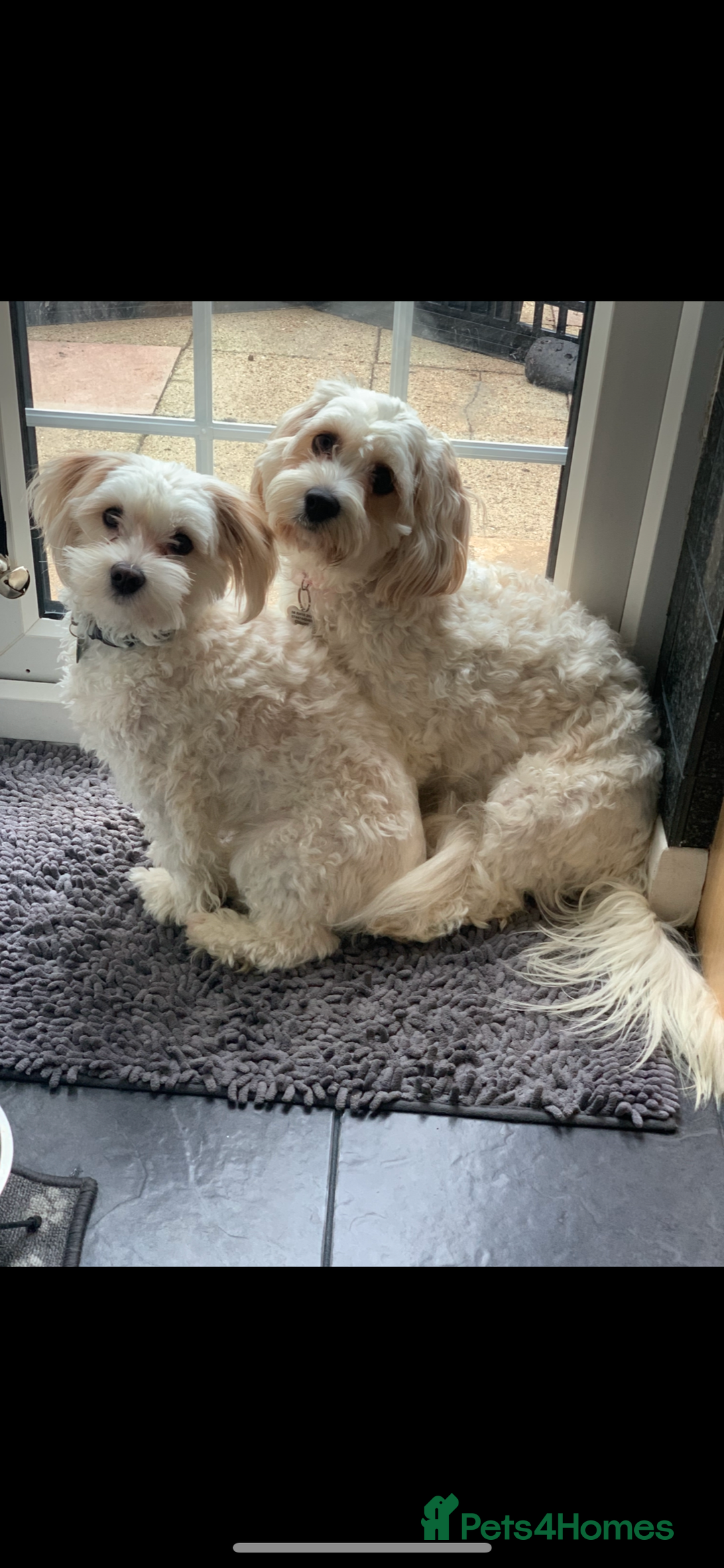 Mixed Breed dogs for sale: Cavaschon female and Maltese mix male  - Image 5