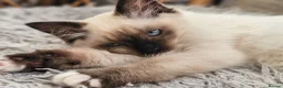 Ragdoll cats for sale: Purebred beautiful ragdoll kittens  - Advert 4