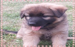 German Shepherd dogs for sale: 6 baby bears - Image 25