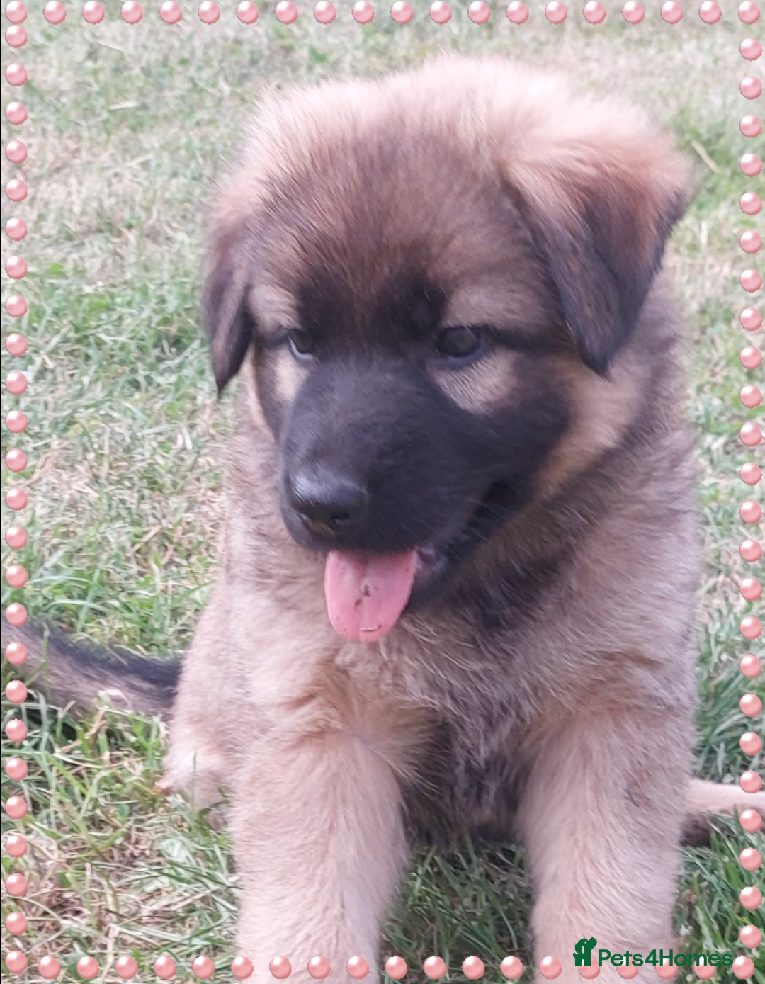 German Shepherd dogs for sale: 6 baby bears - Image 25