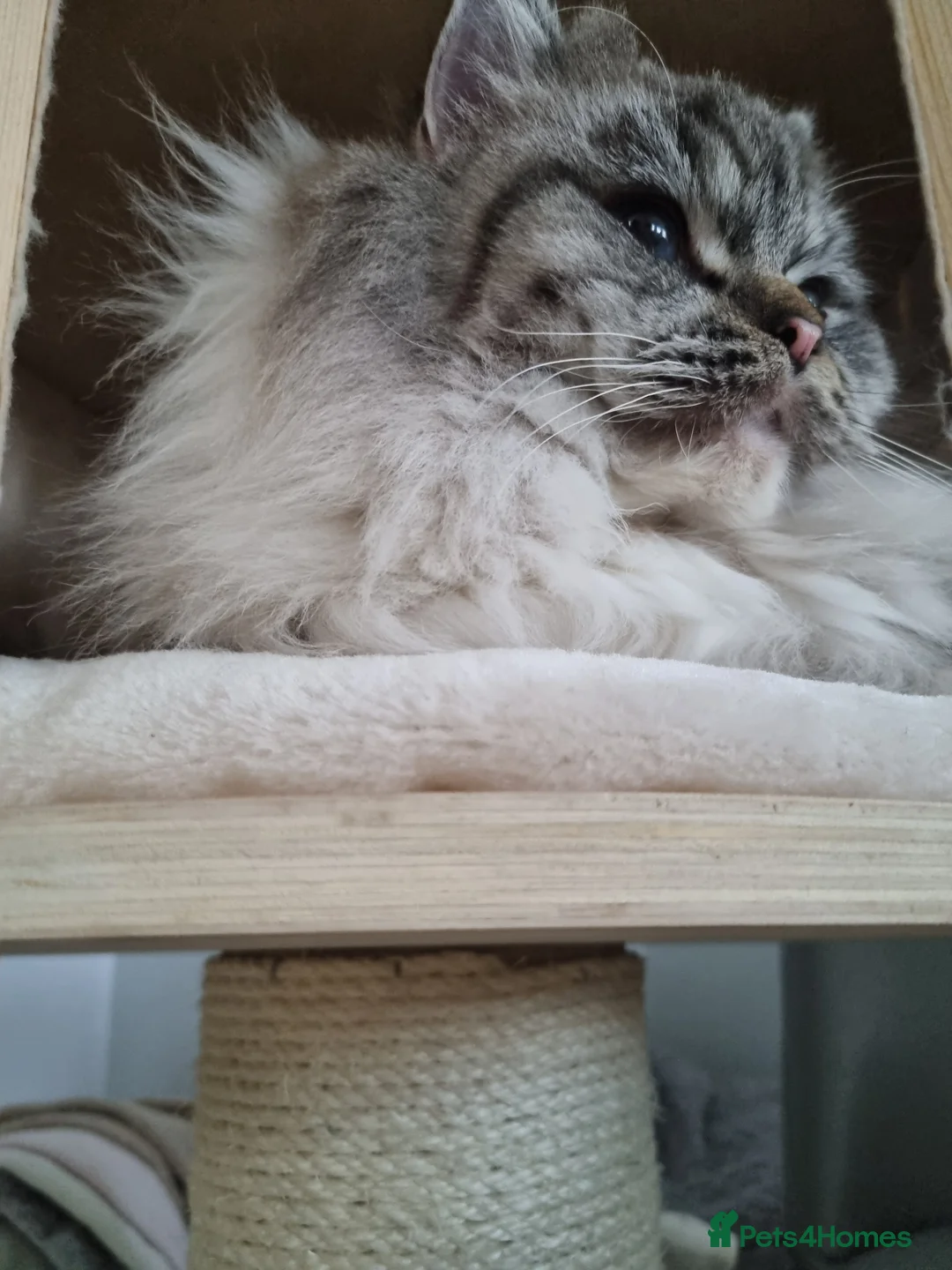 Ragdoll cats for sale: 5 amazing European babies.  Tica registered  - Advert 26